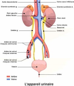 schema