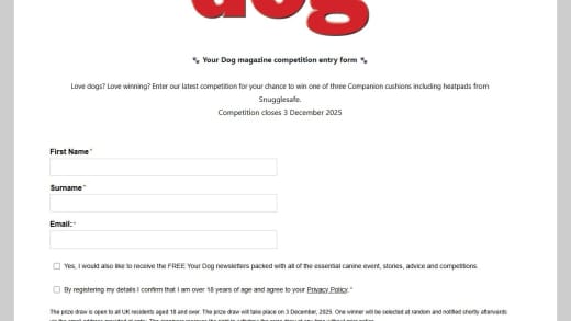 Companion Cushion With Heatpad