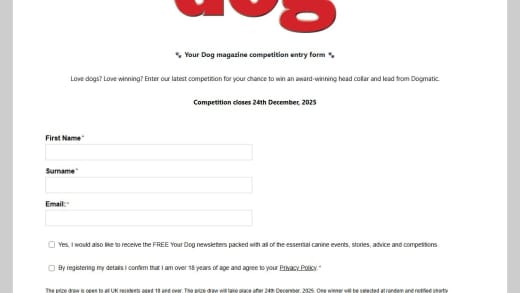 Award-Winning Dog Head Collar and Lead