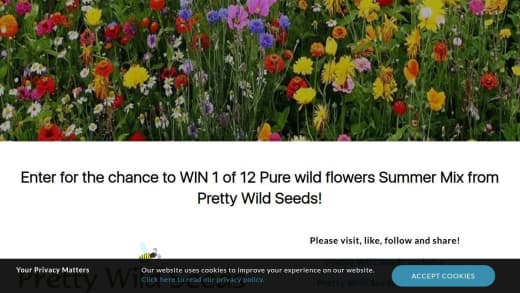 Pure Wild Flowers Summer Mix Seeds
