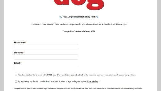 Dog Toy Bundle