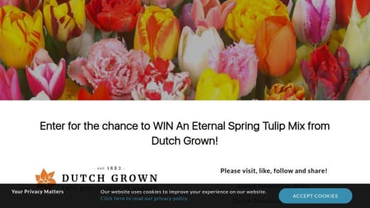 Eternal Spring 50-Tulip Mix
