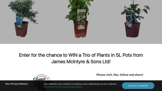 Trio Of Plants