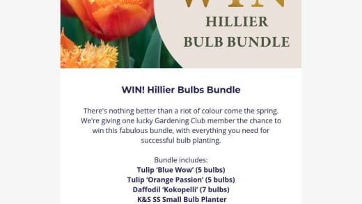 Spring Bulbs Bundle