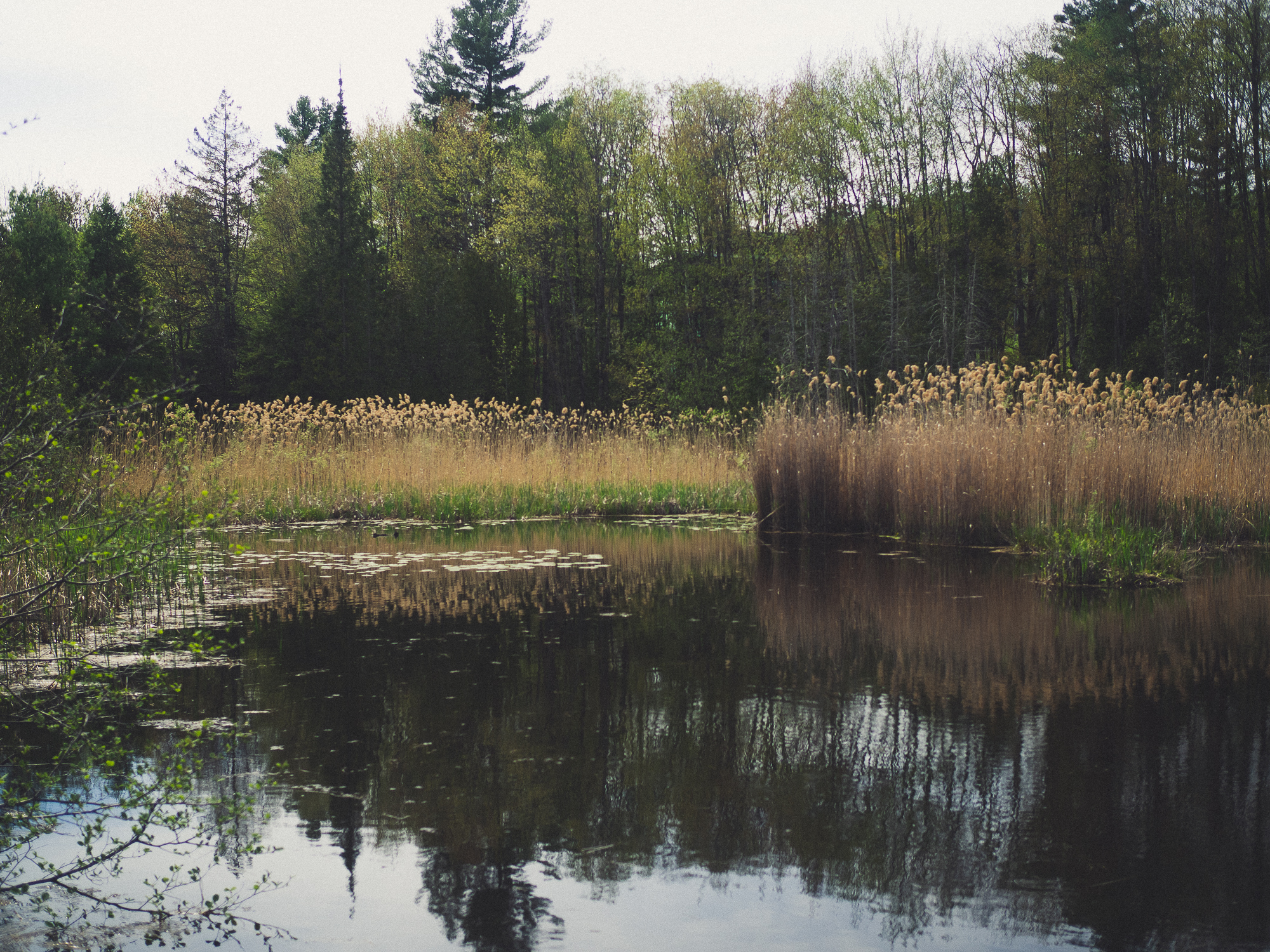 le marais de la riviere aux cerises