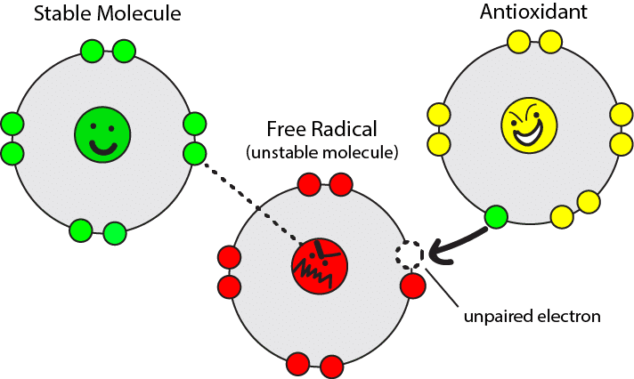 Cartoon image showing how antioxidant molecules and free radicals interact via electrons