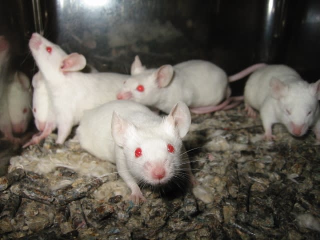 Picture of mice in a lab