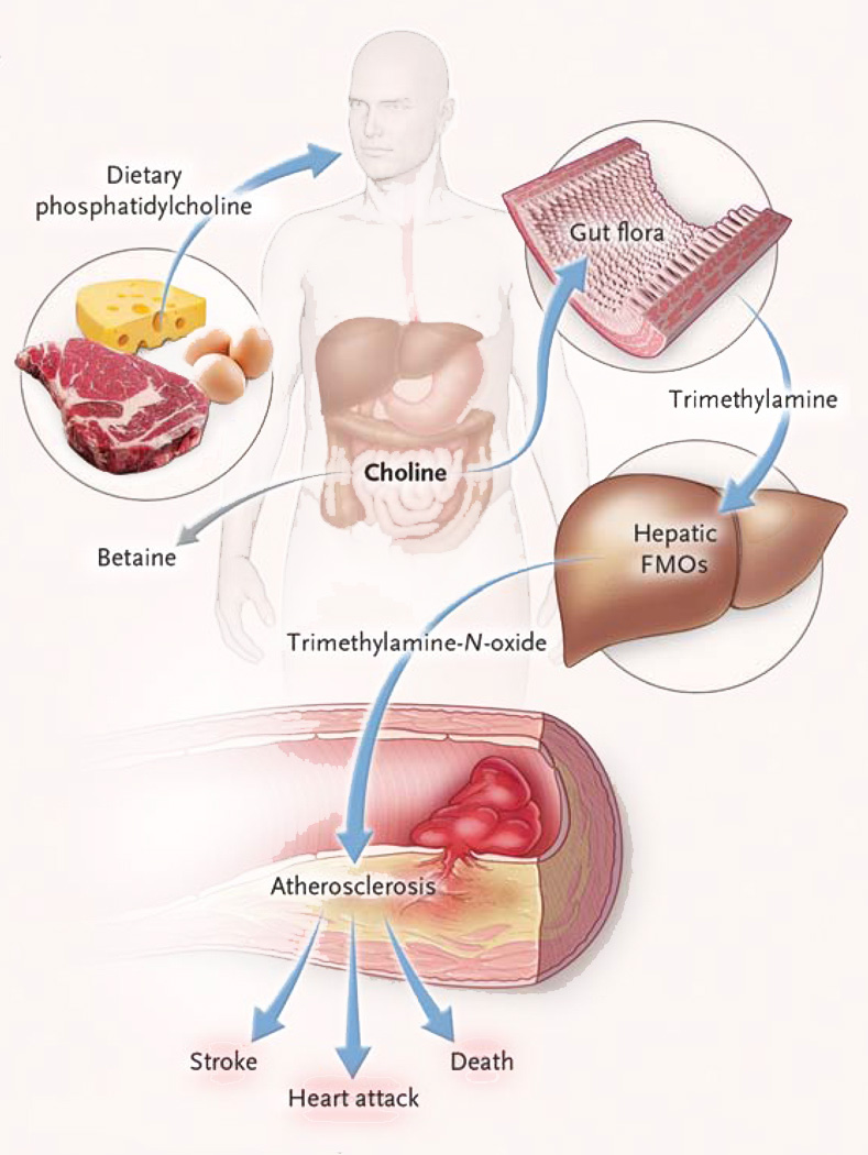 TMAO mechanism