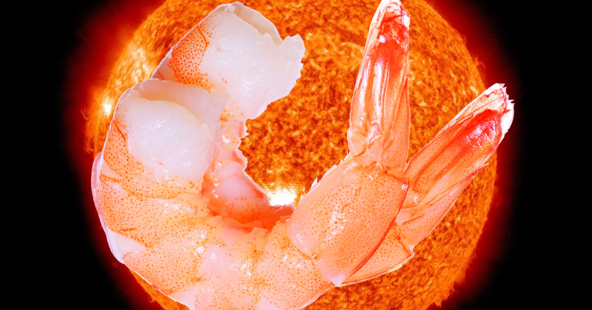 Save the Sun Shrimp!