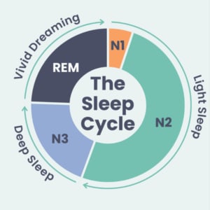 the sleep cycle diagram