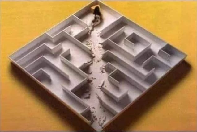 Rat circumventing maze to steal the cheese