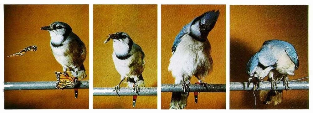 bird eats butterfly and regrets it