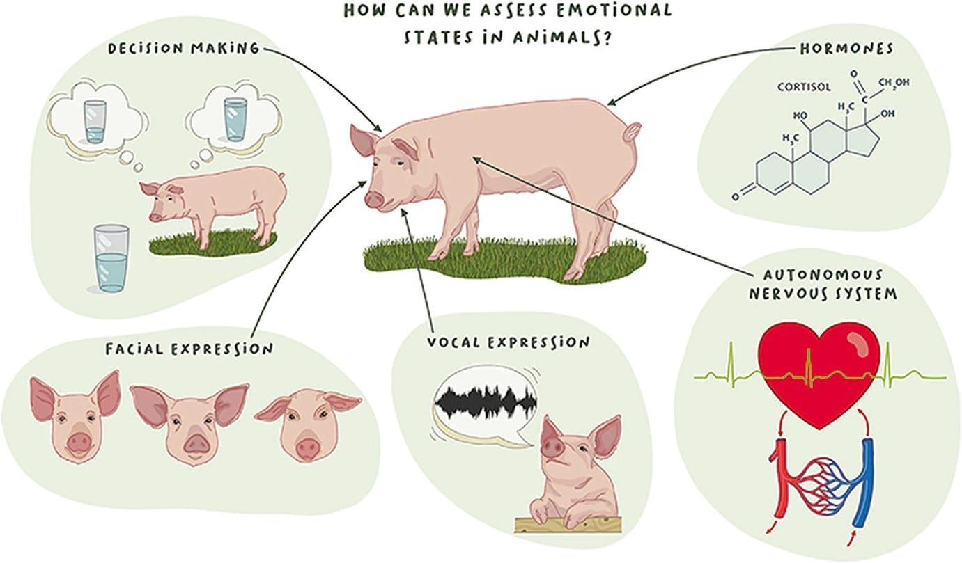 How can we assess emotional states in animals? An illustrated pig surrounded by five lines of evidence: decision making, facial expression, vocal expression, hormones (cortisol) and the autonomous nervous system