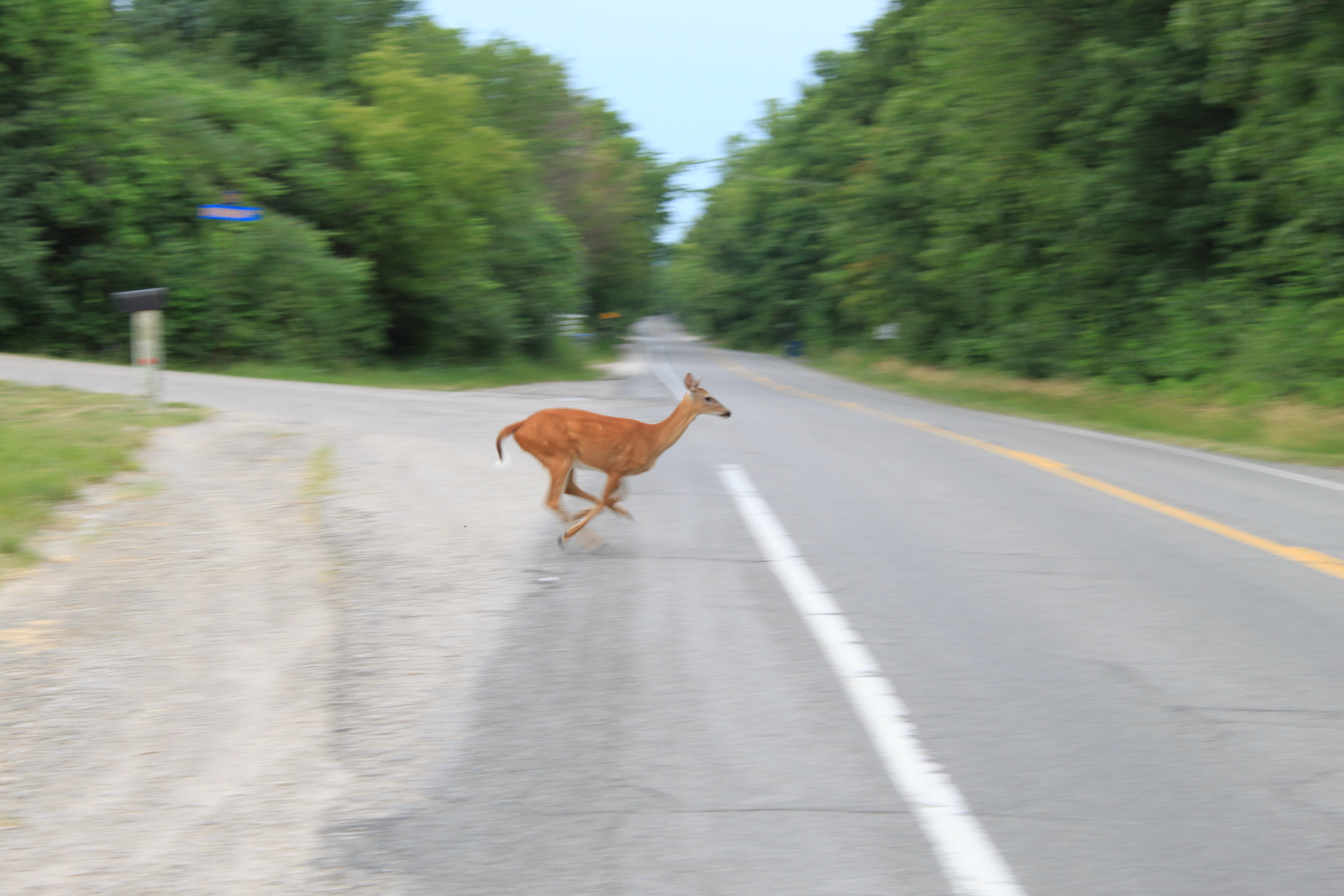 https://upload.wikimedia.org/wikipedia/commons/8/80/Deer_Crossing_Dixboro_Road_Superior_Township_Michigan.JPG