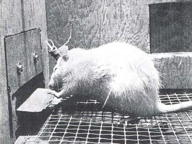 The Brave New World of Wireheading – Deep Dish