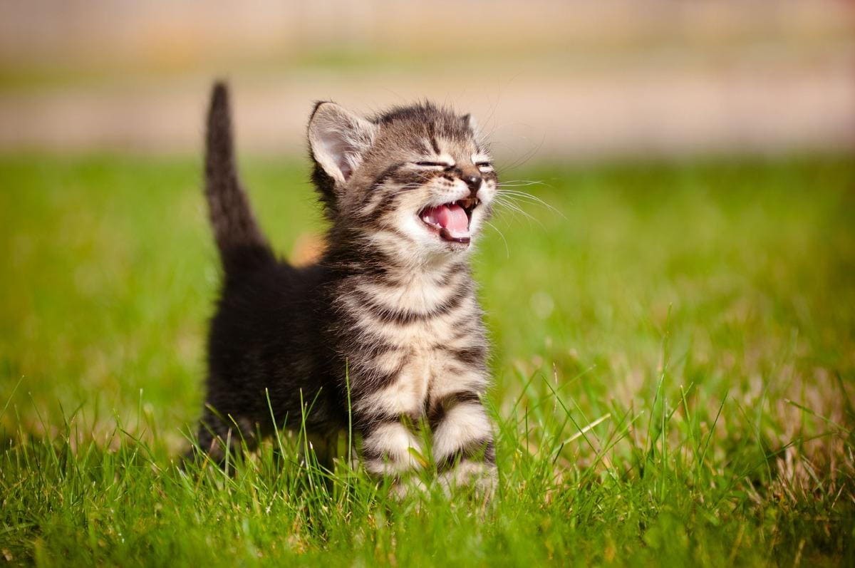 a sneezing or smiling kitten