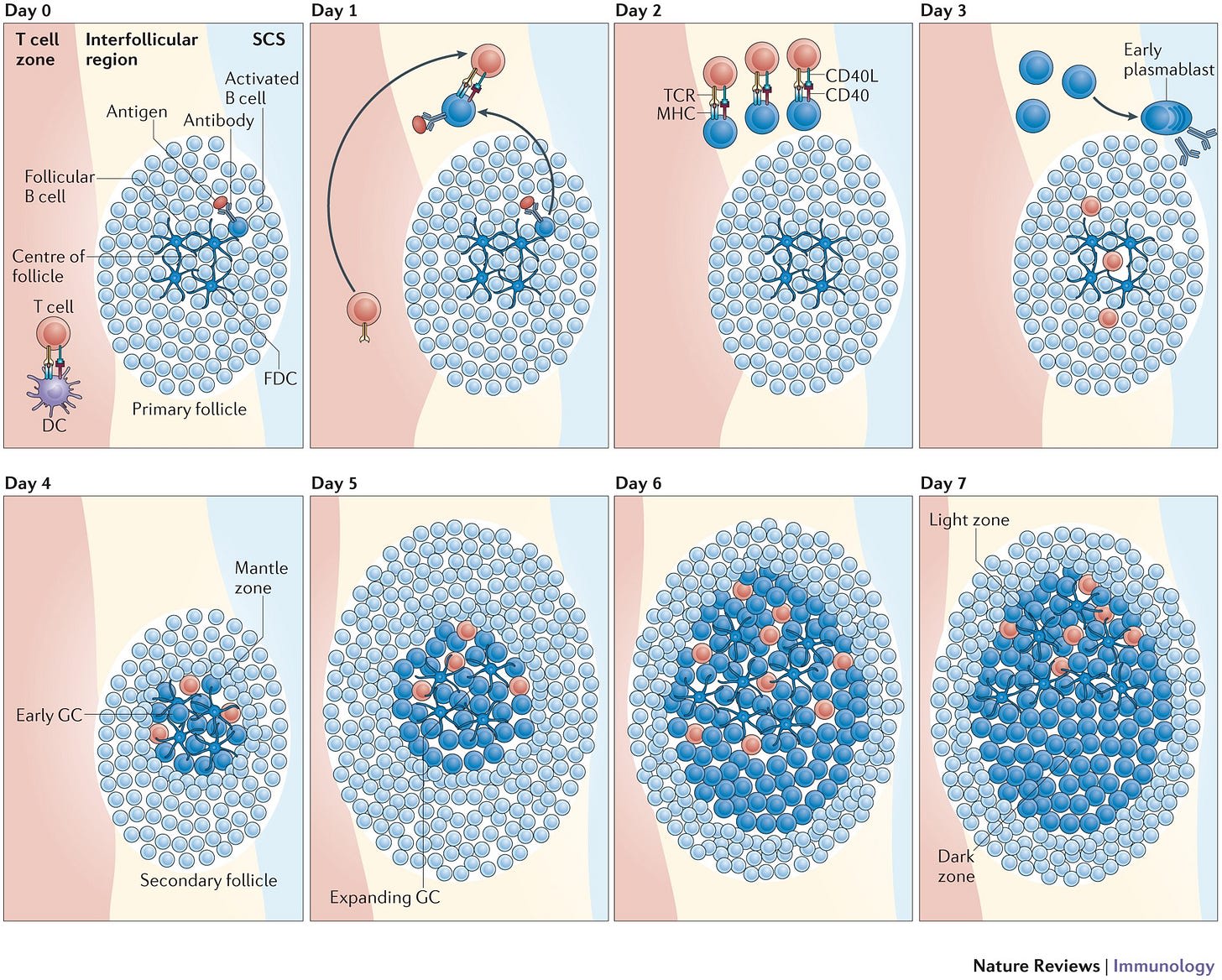 Dynamics of B cells in germinal centres | Nature Reviews Immunology