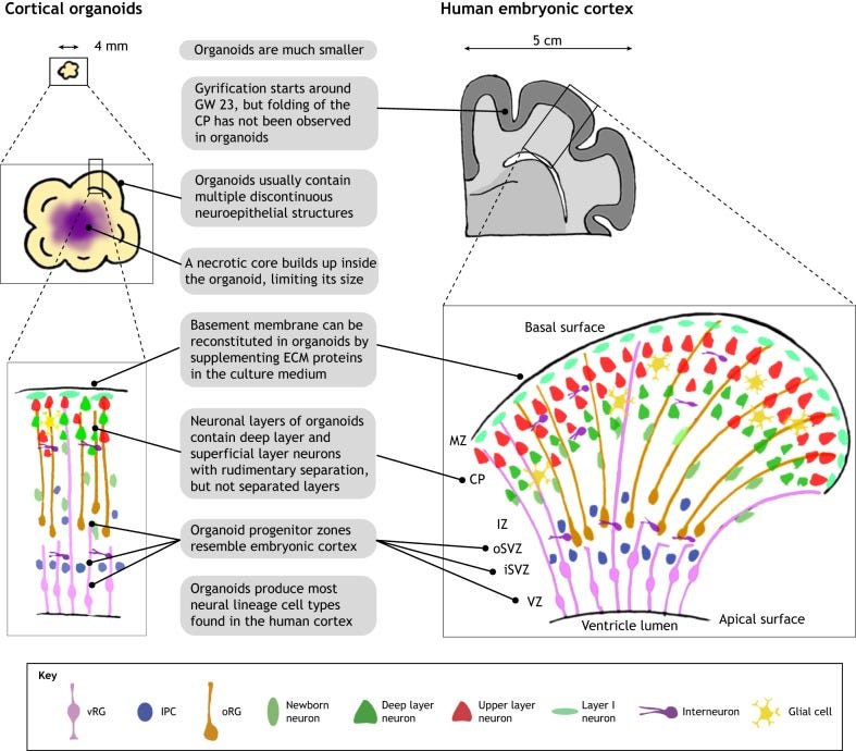 Brain organoids: advances, applications and challenges - PMC