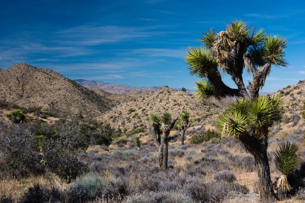 A desert landscape of rolling nested hills with shrubs small and large and a few spiky Joshua Trees dotted over it.