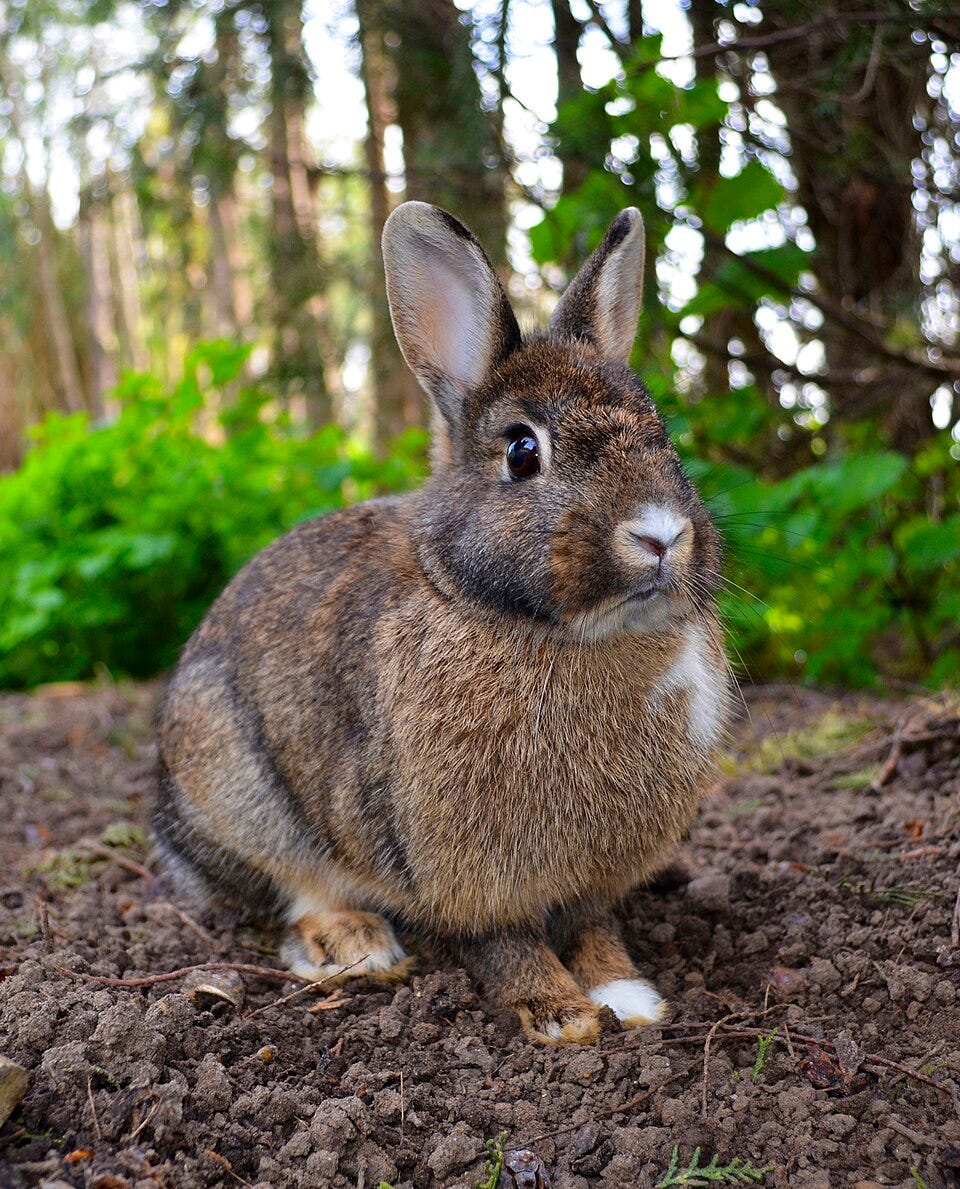 A small brown rabbit sat on the dirt in a forest. Its ears are small and alert and the tip of its nose, part of its chest and one of its feet are white.