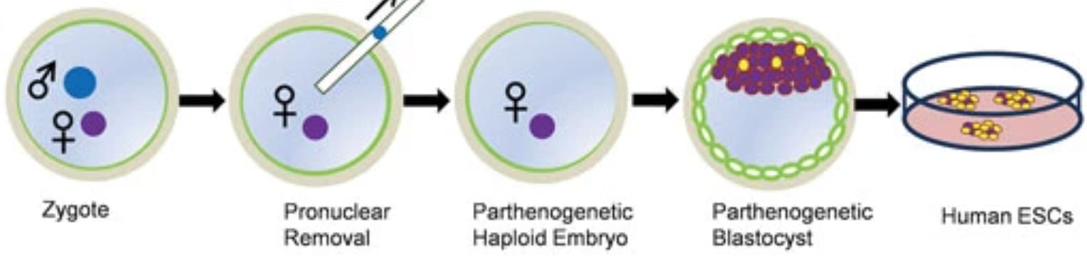 Twiblings, four-parent babies and other reproductive technology — LessWrong