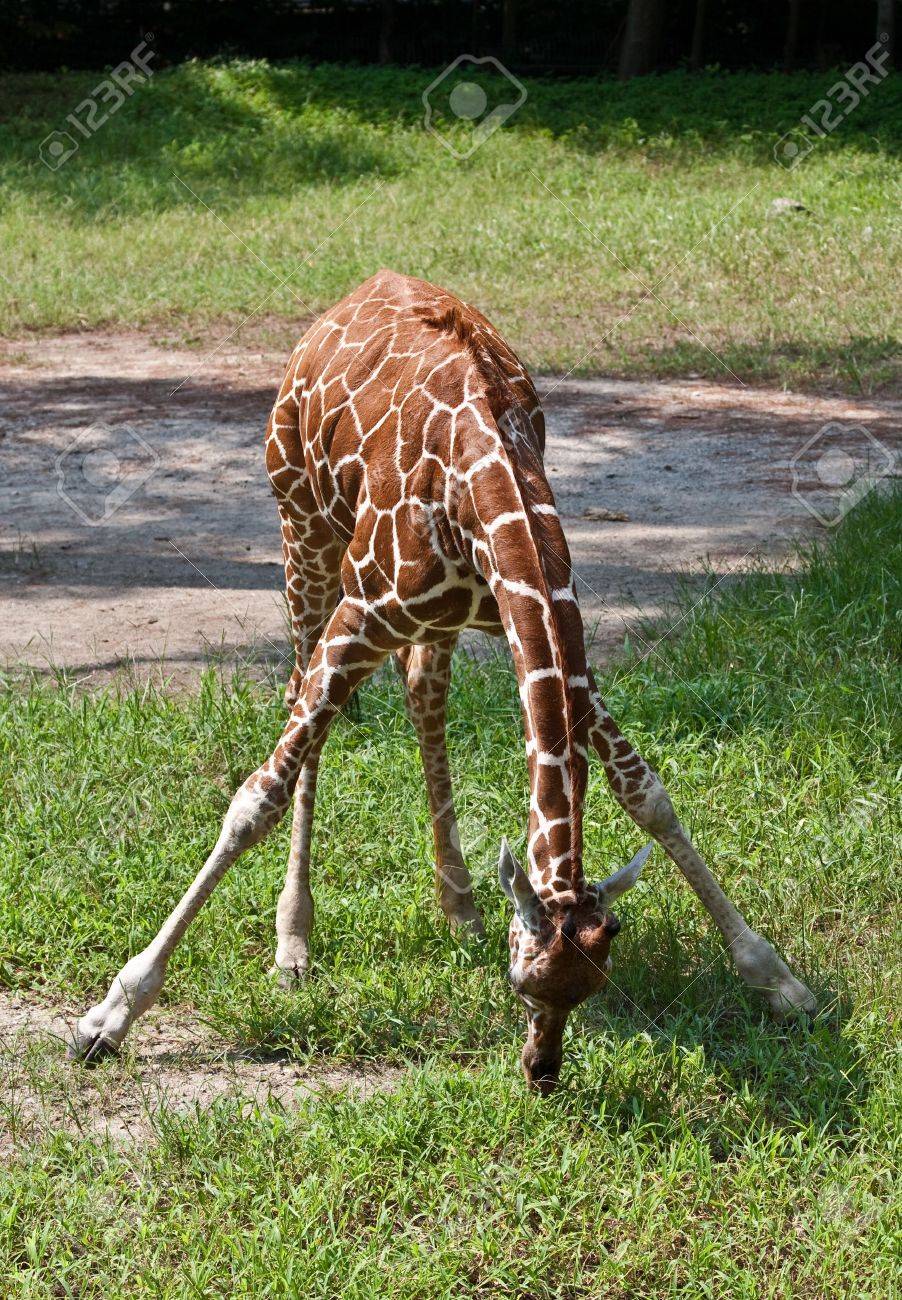 Young Giraffe Bending Down To Get Food. Stock Photo, Picture and Royalty  Free Image. Image 7575920.