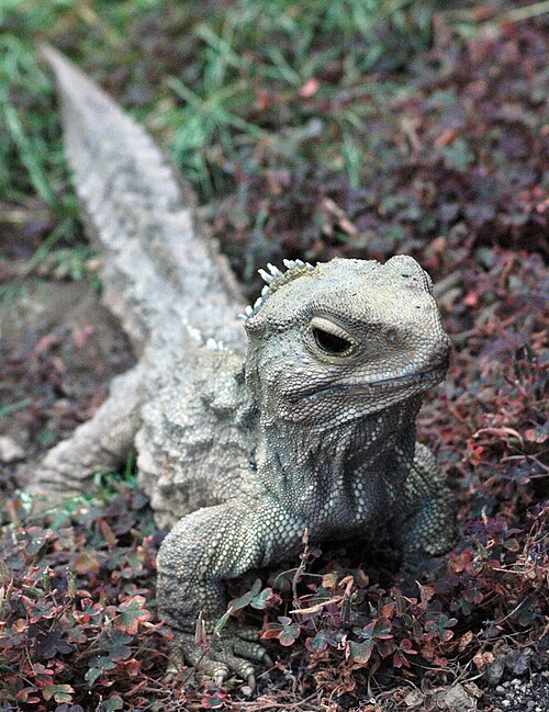 henry the tuatara, a reptile that looks close to a lizard