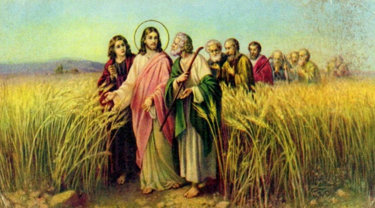 Dụ Ngôn Cỏ Lùng Trong Ruộng