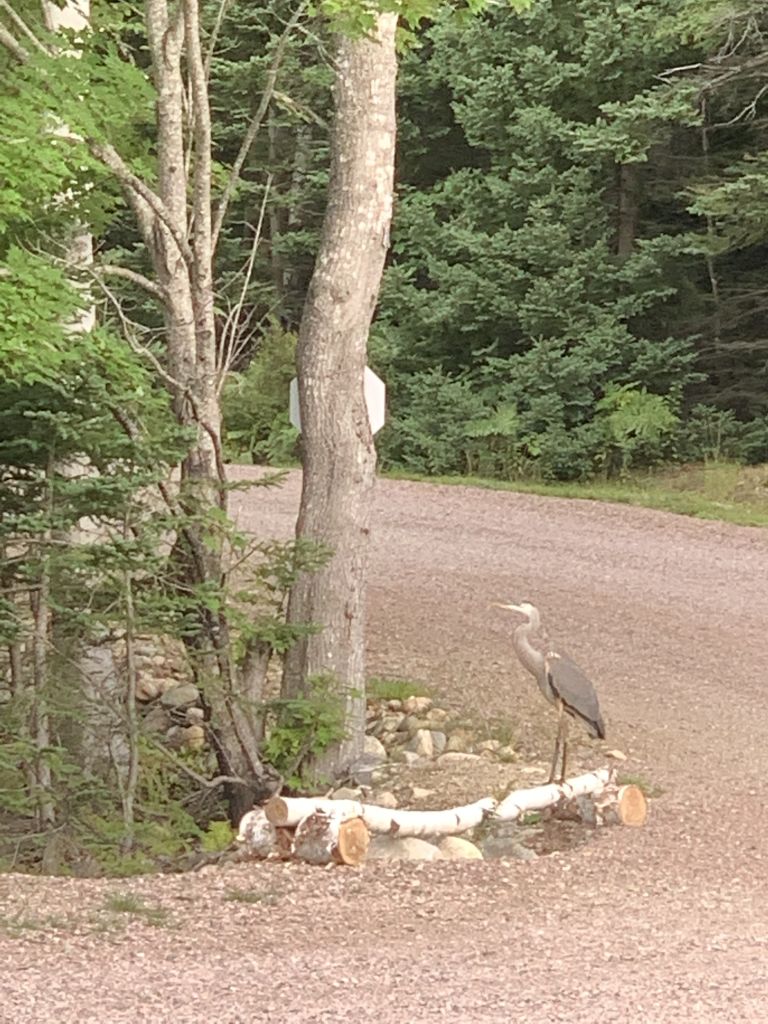 Avoca Birches Campground photo 4