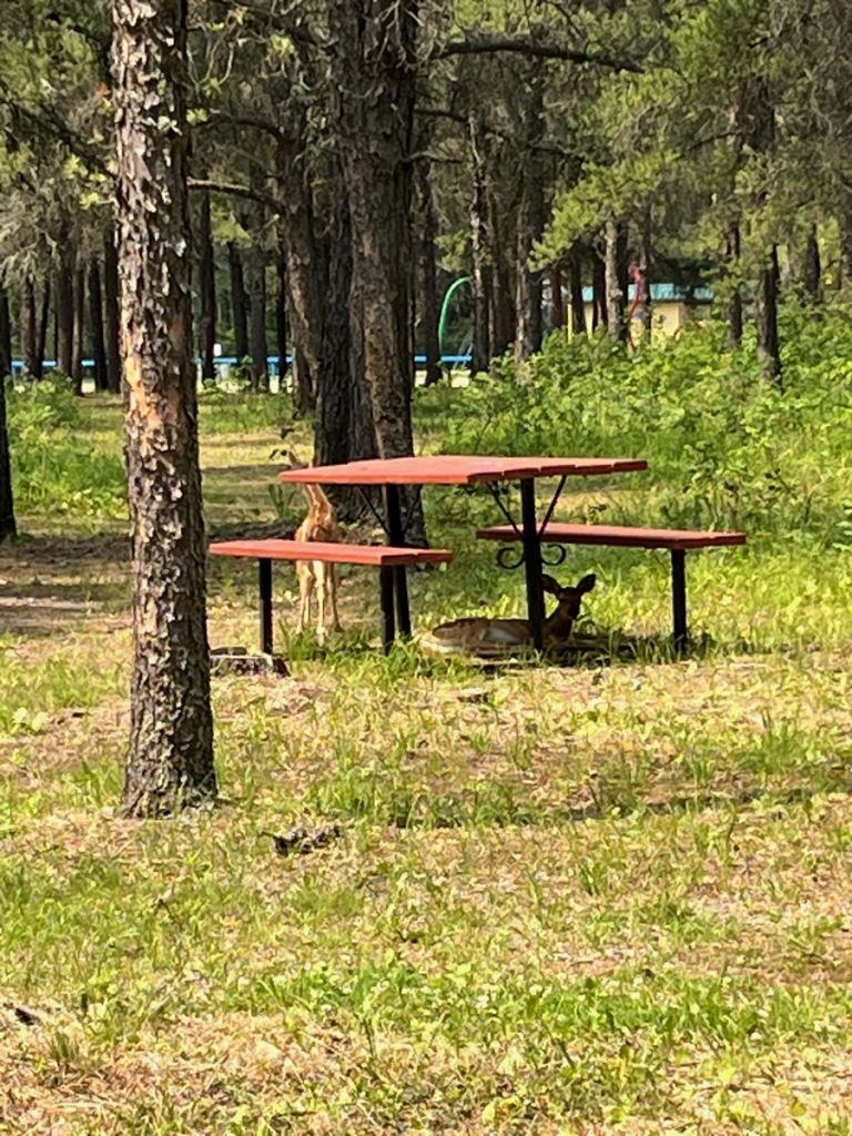 Nipawin & District Regional Park photo 3