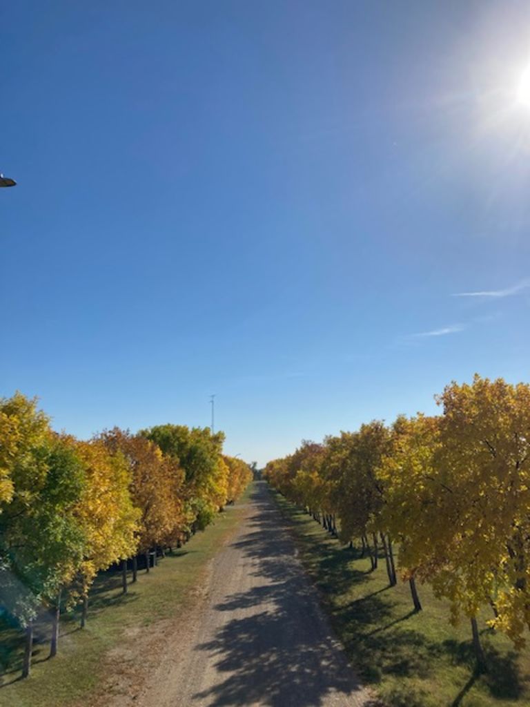 Grenfell Recreational Park photo 3