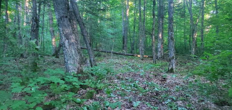 Camp Misabe photo 5