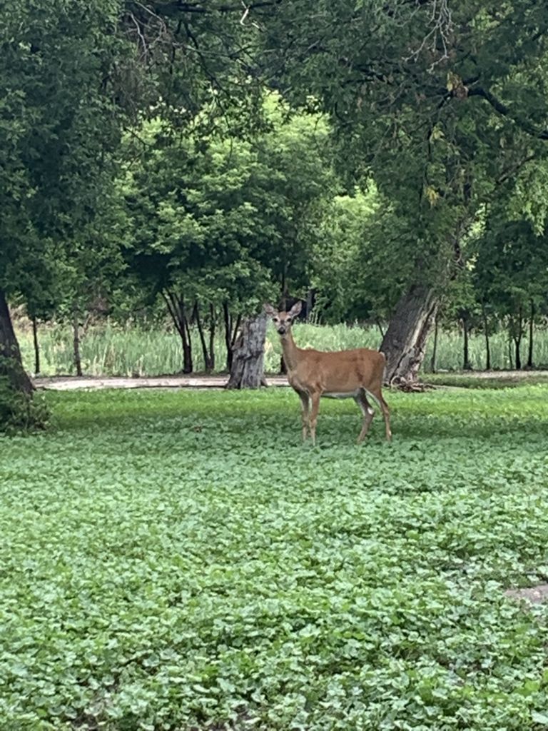 Souris - Victoria Park Campground photo 3