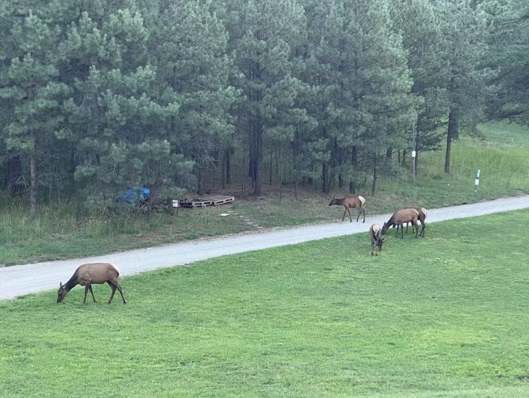 Scenic Canyon RV Park photo 4
