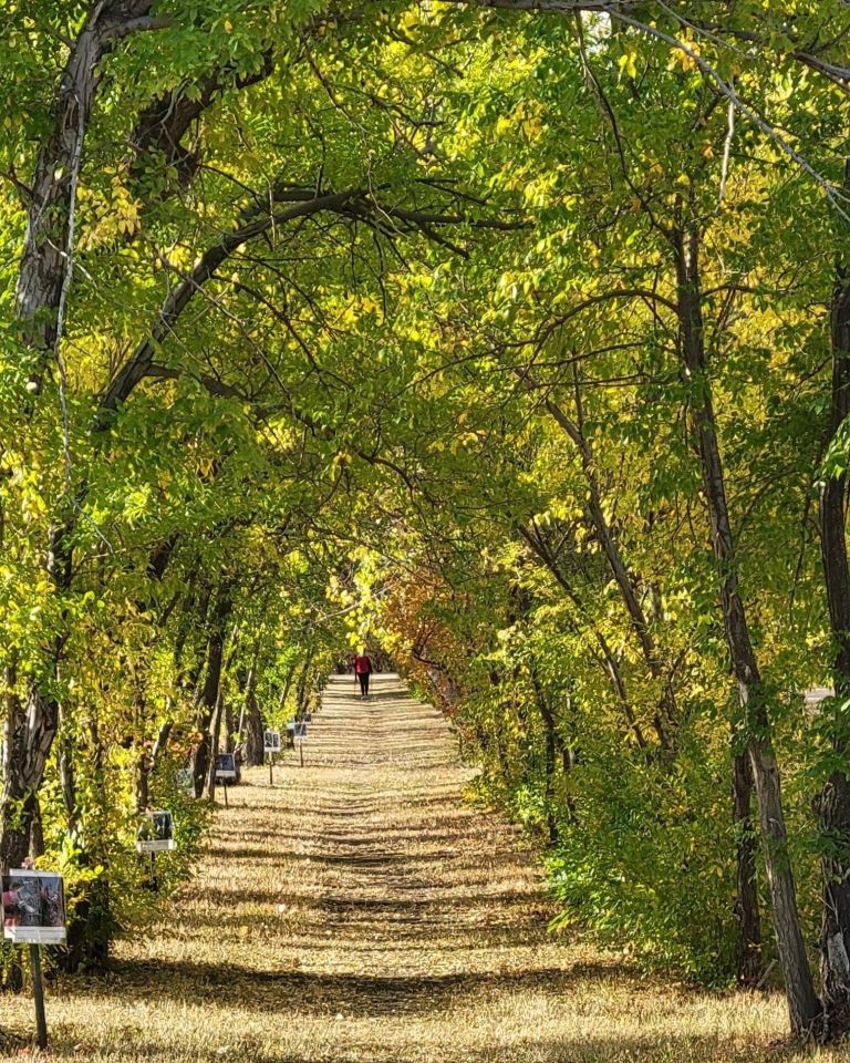 Bengough & District Regional Park Authority Campground photo 3