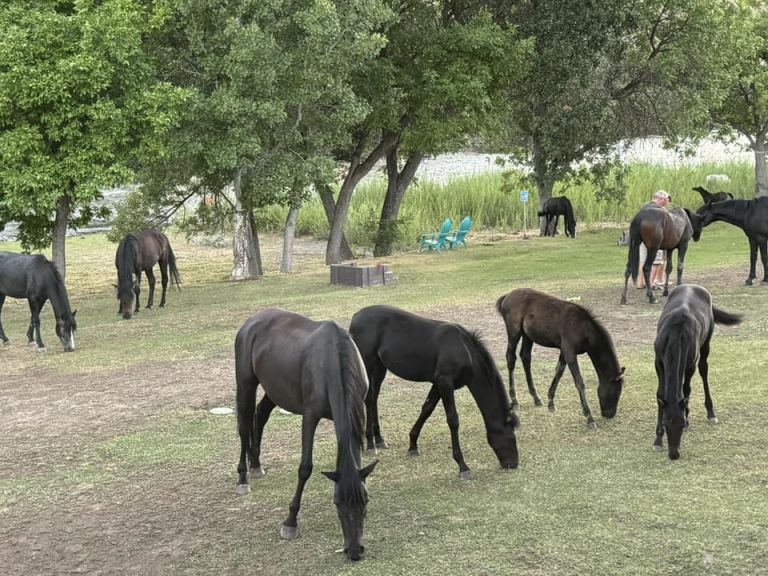 Lazy Horse RV Park photo 5