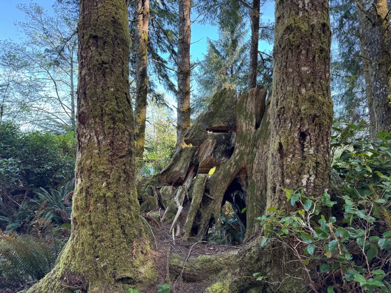 Link River Municipal Campground photo 4