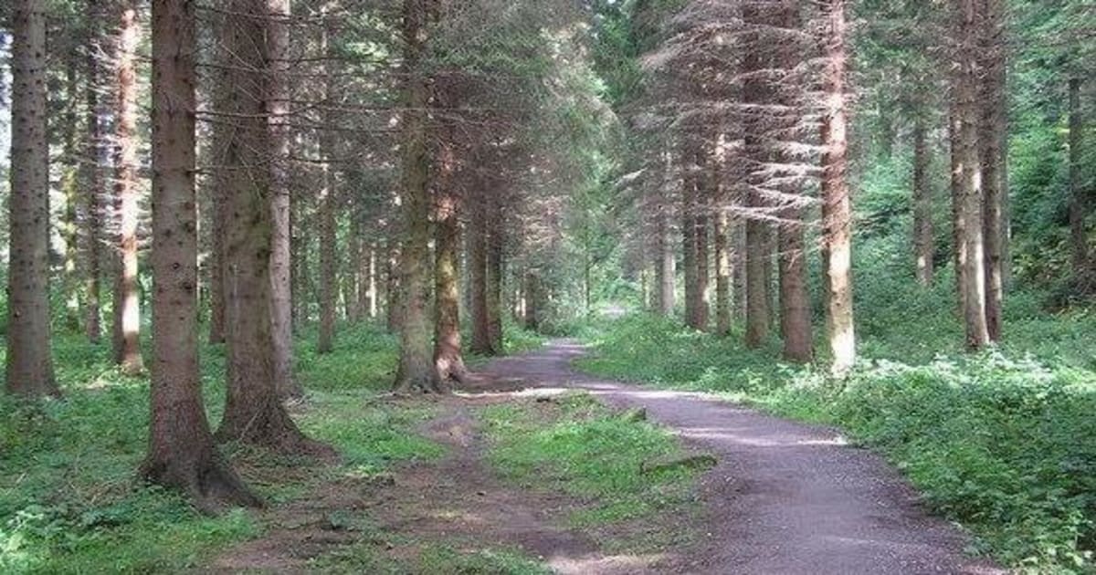 Hamsterley Forest Running Festival 2022 2022 Running in
