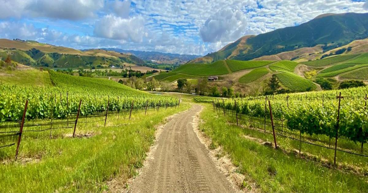 Peace of Mind 10,000 Steps in the Right Direction 2022 Running in