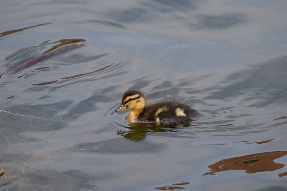 Secondary header image