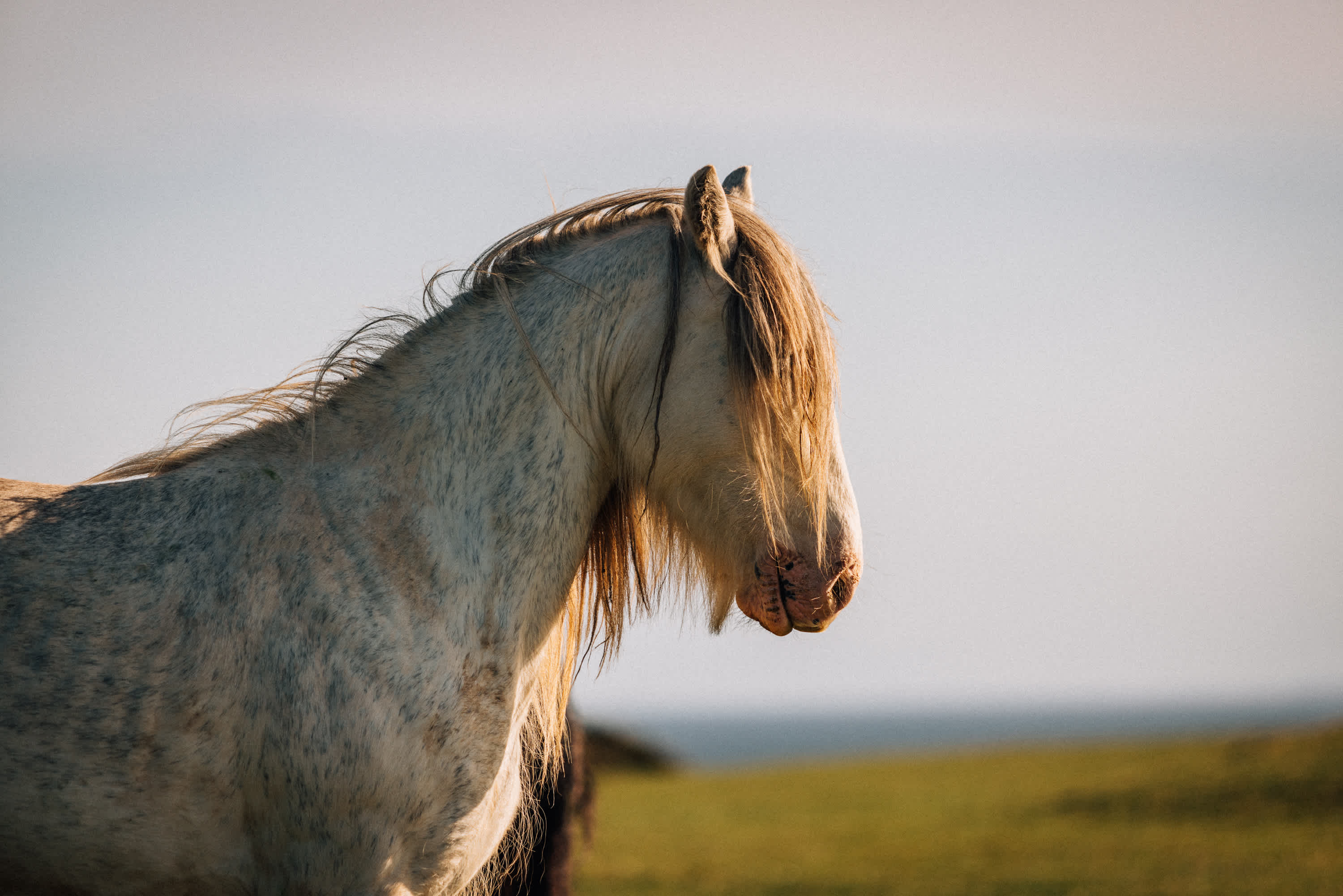 Secondary header image