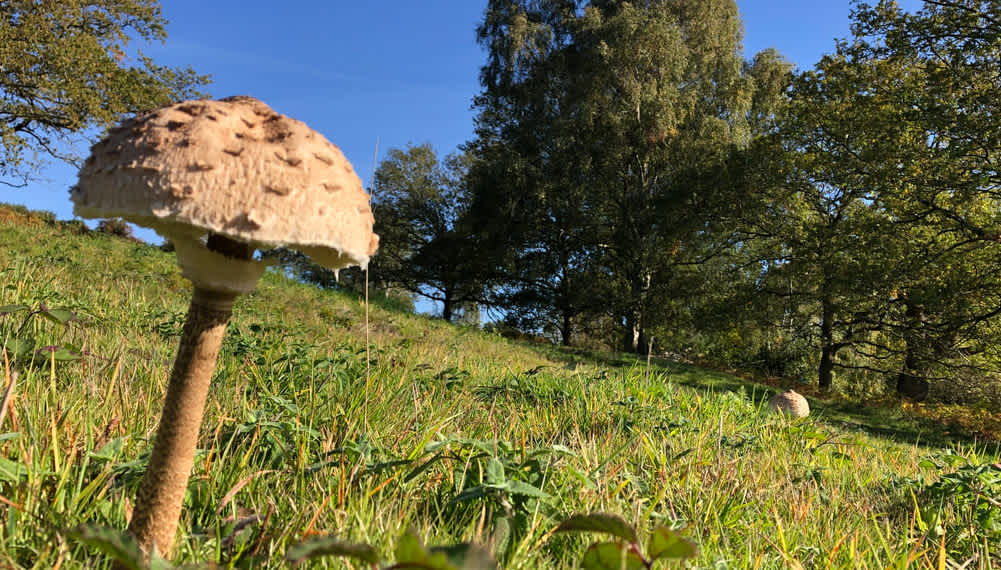 Secondary header image