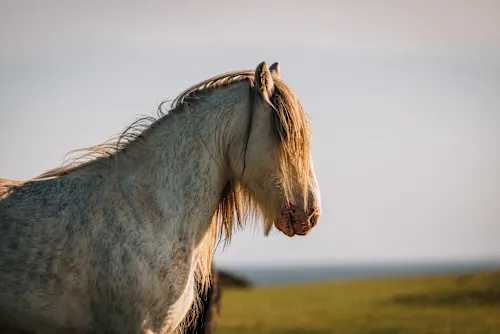 Secondary header image