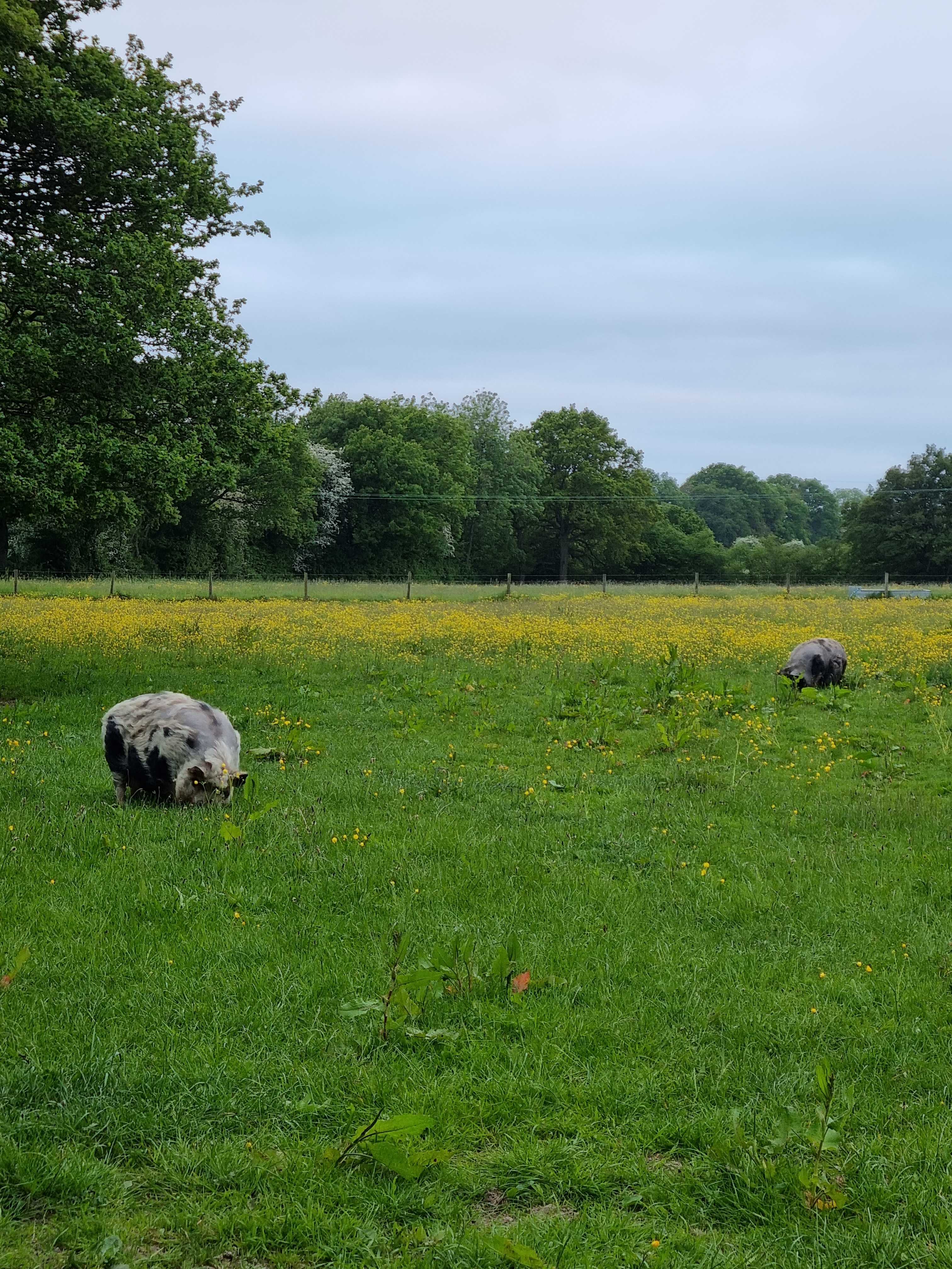 Secondary header image