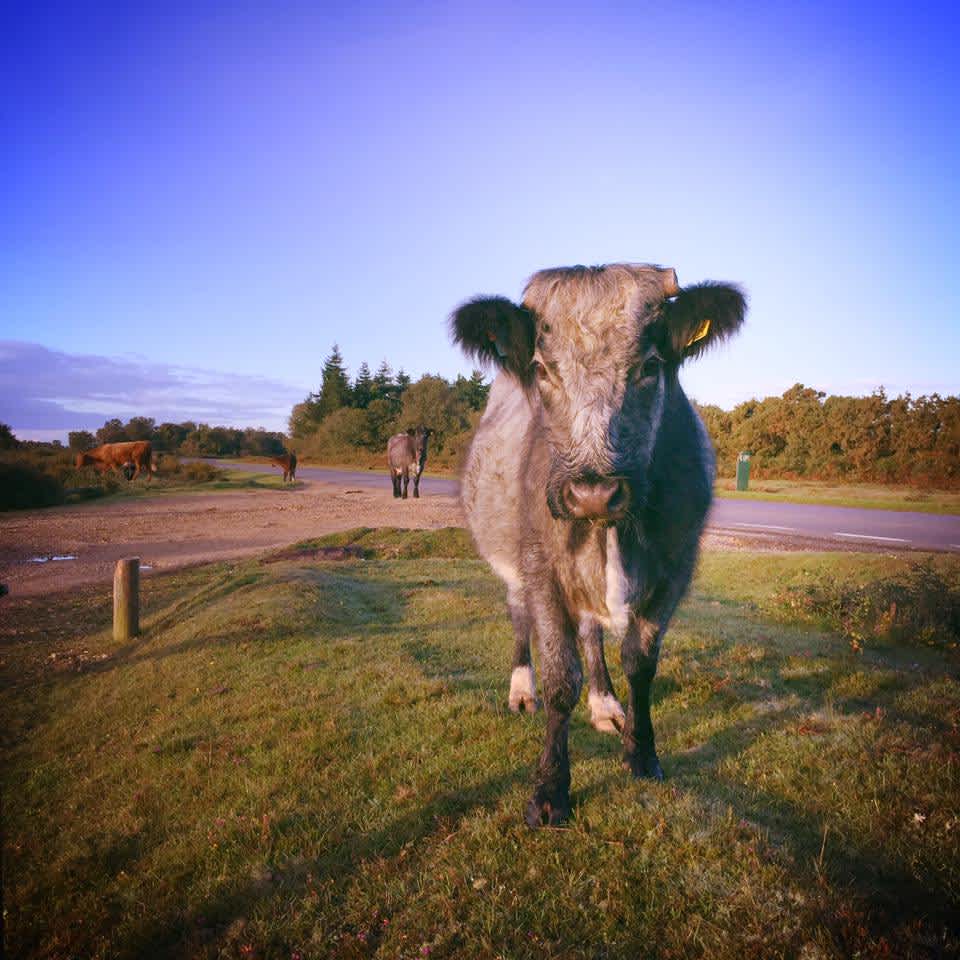 Secondary header image