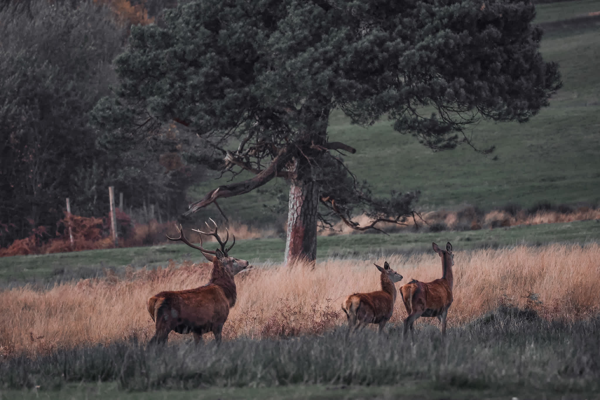 Secondary header image