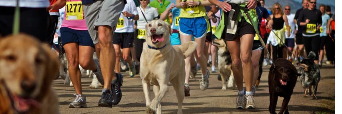 2026 All Paws on the Ground 5K