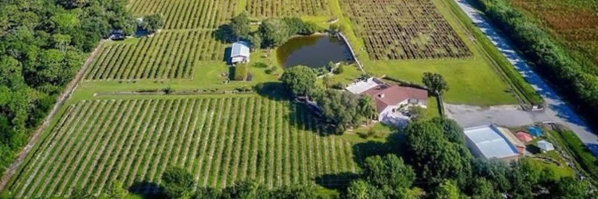 Fiorelli Wine Run 5k