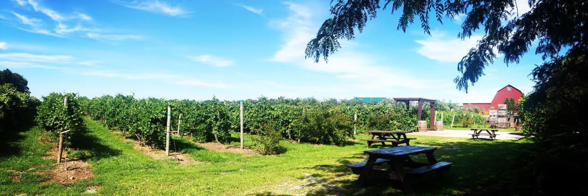 Becker Farms Spiked Apple 5k