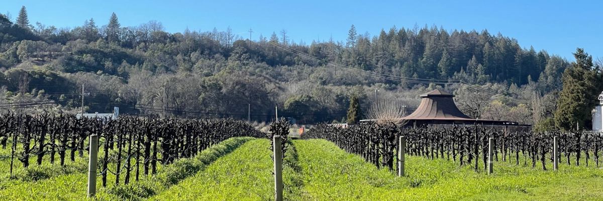 Barra of Mendocino Harvest Celebration Run 5k